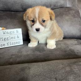 Milo - Red male Pembroke Welsh Corgi puppy in Stuart, Iowa from Johnson Family Paws