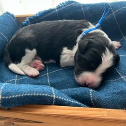 Yosemite - White and black male Bordoodle puppy in Valley Center, California from Circle R Valley Bordoodls