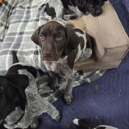 Purple collor - Liver roan male German Shorthaired Pointer puppy in Tumwater, Washington from Mike's German Shorthaired Pointers