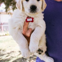 Ahsoka - Light golden female Golden Retriever puppy in Mason, Michigan from Sweet Breeze Acres