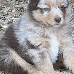 Miniature Australian Shepherd and Toy Australian Shepherd Puppies from Bit O' Bliss Farm LLC