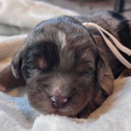 White - Merle female Bernedoodle puppy in Toledo, Ohio from Avery Doodle Day LLC