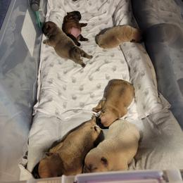 French Bulldog Puppies from Smith's Small Town Frenchies