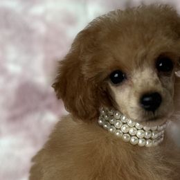 Poodles from Poodles in the Garden