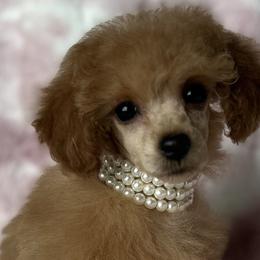 Poodles from Poodles in the Garden