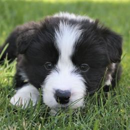 Border Collie Puppies from Team Reeves Ranch