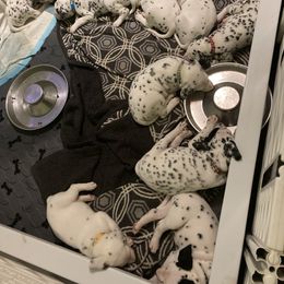 Dalmatian Puppies from Dalmatians of Rutland Ranch