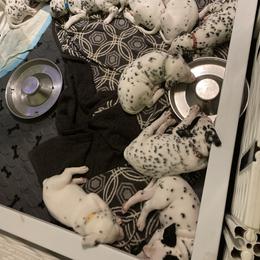 Dalmatian Puppies from Dalmatians of Rutland Ranch