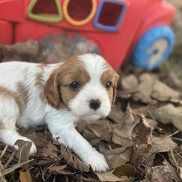 Victoria - Blenheim female Cavalier King Charles Spaniel puppy in Tahlequah, Oklahoma from Love Some Dogs Dachshunds & Cavalier King Charles Spaniels,Cavapoos