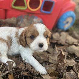 Victoria - Blenheim female Cavalier King Charles Spaniel puppy in Tahlequah, Oklahoma from Love Some Dogs Dachshunds & Cavalier King Charles Spaniels,Cavapoos