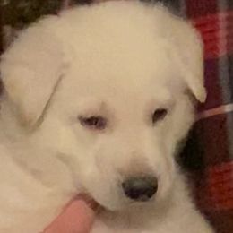 Boy 2 - White German Shepherd puppy in Camarillo, California from Robert's White German Shepherds