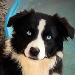 Leah - Miniature Australian Shepherd