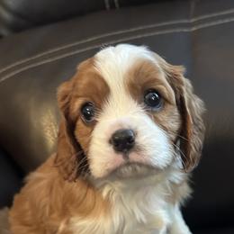 Mason - Blenheim male Cavalier King Charles Spaniel puppy in Burke, New York from Patti’s Puppies