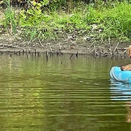 Australian Cobberdog Puppies from Faberge Australian Cobberdogs