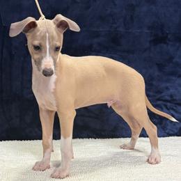 OXFORD - Fawn male Italian Greyhound puppy in Vienna, Georgia from Marchwind Farm