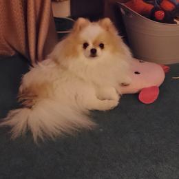 Winston - Pomeranian