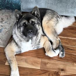 Akita puppies from Folklore Akitas