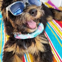 Bernedoodle Puppies from Mindys Doodles
