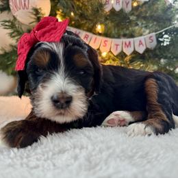 Purple - Tri-color female Bernedoodle puppy in Hesperia, Michigan from Red Acres Poodles & Doodles