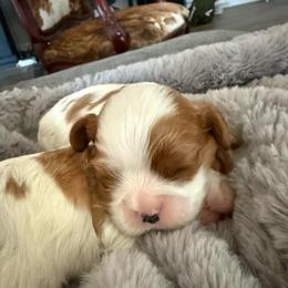 Girl 3 - Blenheim female Cavalier King Charles Spaniel puppy in Richmond, Virginia from Dream it Cavs