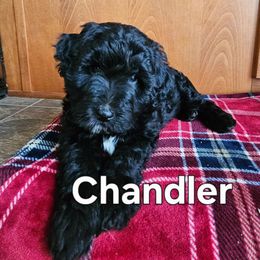 Chandler - Black and white male Assorted Doodle Crosses puppy in Rainier, Oregon from Seven Petals Farm