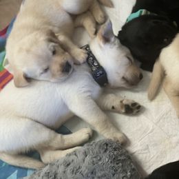 Labrador Retriever Puppies from Willow Kane Farm
