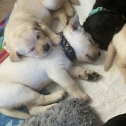Labrador Retriever Puppies from Willow Kane Farm