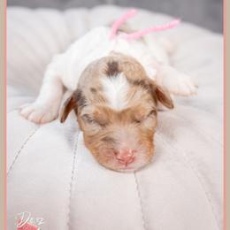 Jessie - Merle female Bernedoodle puppy in Connersville, Indiana from Deaz Doodle Ranch