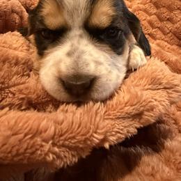 Marilyn - Black white and tan female Beagle puppy in New Tazewell, Tennessee from Sweet Warner Pugs & Beagles