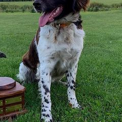 Kleine Munsterlander All Grown Up from Gould Hunting Dogs