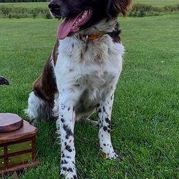 Kleine Munsterlander All Grown Up from Gould Hunting Dogs