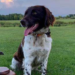 Kleine Munsterlander All Grown Up from Gould Hunting Dogs