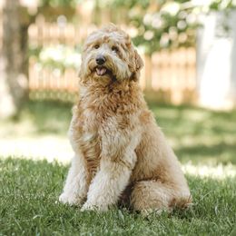 Odin - Goldendoodle