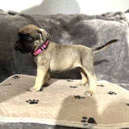 Pink female - Fawn female Perro de Presa Canario puppy in Holland, Ohio from Lykaios Kennels