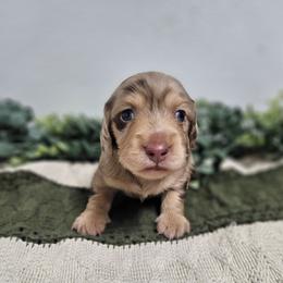 Foster - Dapple male Dachshund puppy in Anaconda, Montana from Montana Country Dachshunds
