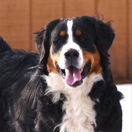 Bailey - Bernese Mountain Dog
