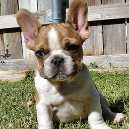 French Bulldogs from Garcia Bullies 831
