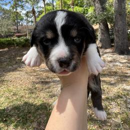 Handsome - Black and white male Cardigan Welsh Corgi puppy in Wekiwa Springs, Florida from It is Corgiland