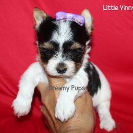 AKC Little Vinny - Black tan and white male Biewer Terrier puppy in Kennesaw, Georgia from Dreamy Pups