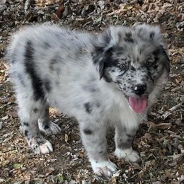 Australian Shepherds and Pembroke Welsh Corgis from Rocking K Ranch