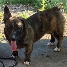 Mace - American Corgi