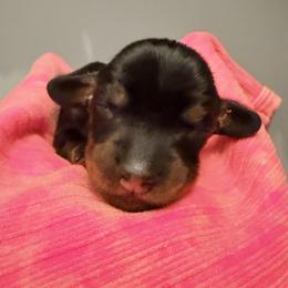 Dottie - Black and tan female Dachshund puppy in Alva, Florida from Salty C's Dachshunds