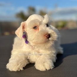 AKC CREAM WHEATEN PARTI - Parti female Miniature Schnauzer puppy in Lake Placid, Florida from Love Giver Schnauzers