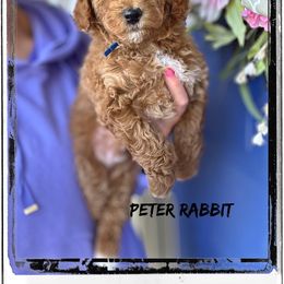 Bernedoodle, Cavapoo, Goldendoodle, and Poodle Puppies from Gypsi Doodles & Poodles