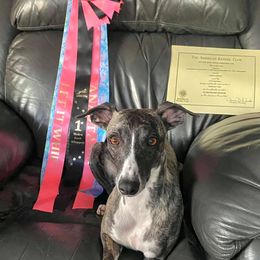 Whippets from All'aria Whippets