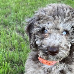Labradoodles from Upper Echelon