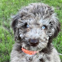 Labradoodles from Upper Echelon