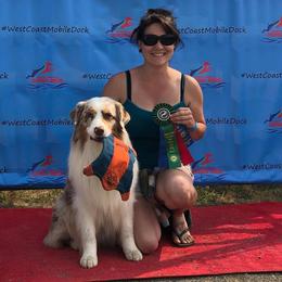 Australian Shepherd All Grown Up from Petrichor Australian Shepherds