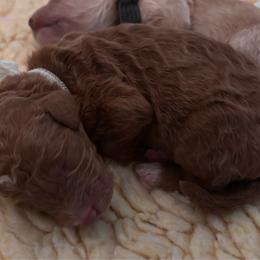 White - Red  female Goldendoodle puppy in Guntersville, Alabama from Carefree Goldendoodles