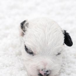 Nora - Black and white female Aussiedoodle puppy in Louisville, Mississippi from Kristy’s Kennels